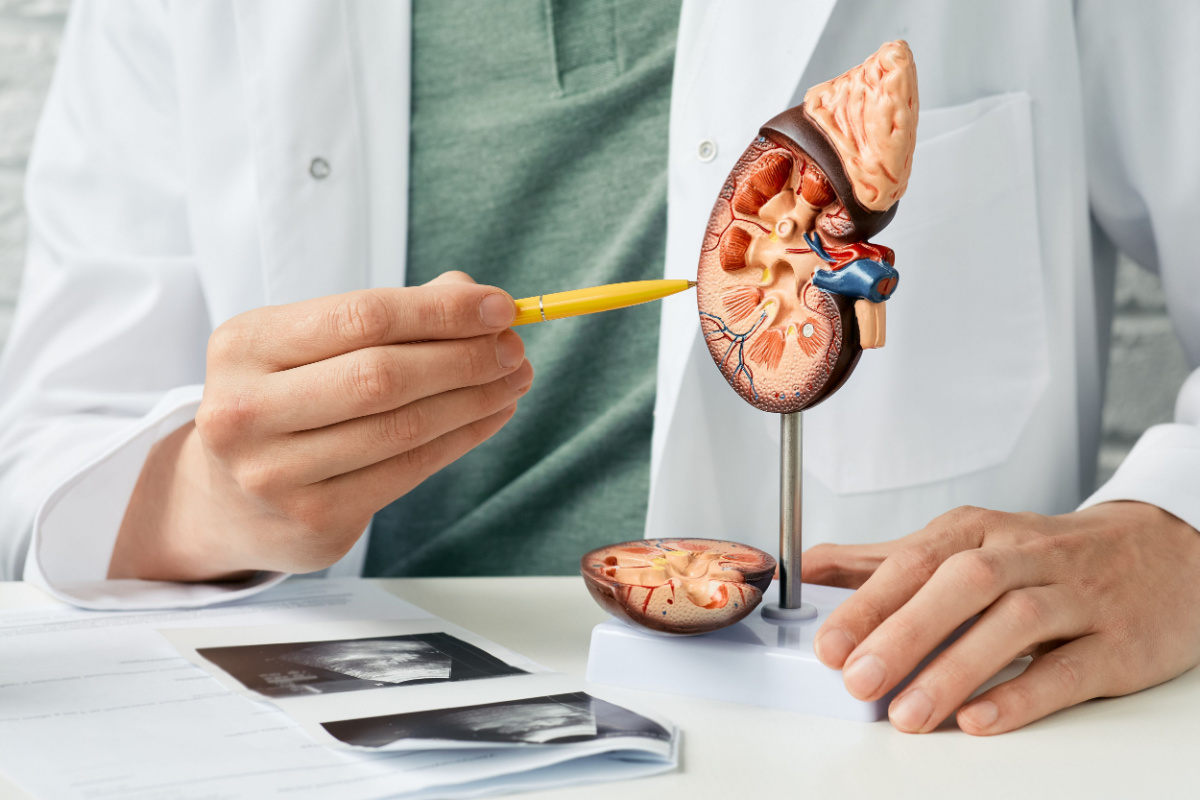 Doctor looking at the effects of drugs on the kidney